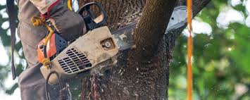 Trusted Higganum, CT  Tree Services Experts