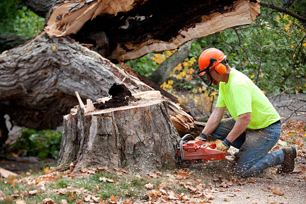 Best Seasonal Cleanup (Spring/Fall)  in Higganum, CT