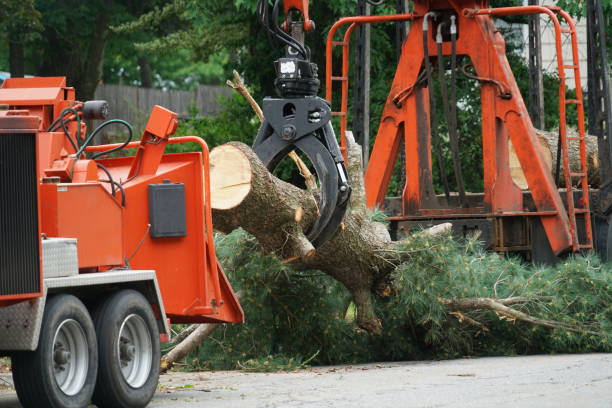 Best Stump Grinding and Removal  in Higganum, CT